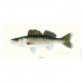 Poster Zander 23x50cm